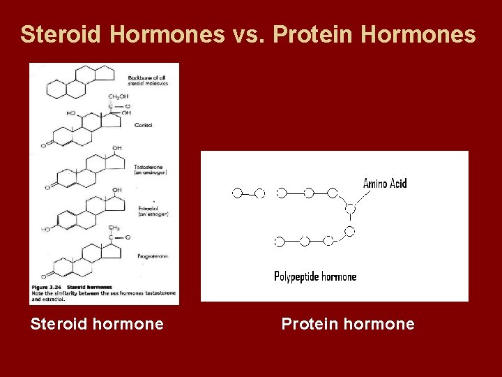 Steroid Hormones vs. Protein Hormones Steroid hormone Protein hormone 