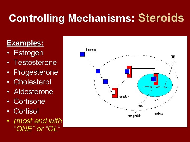 Controlling Mechanisms: Steroids Examples: • Estrogen • Testosterone • Progesterone • Cholesterol • Aldosterone