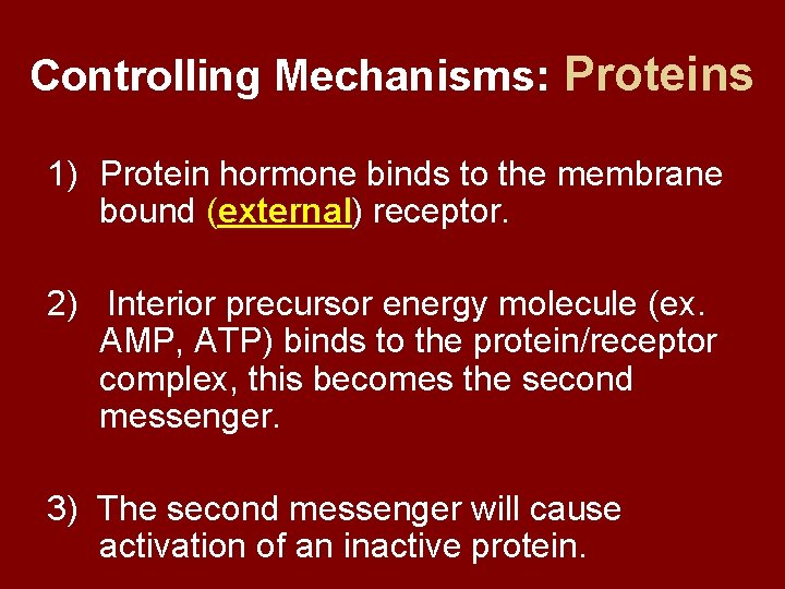 Controlling Mechanisms: Proteins 1) Protein hormone binds to the membrane bound (external) receptor. 2)