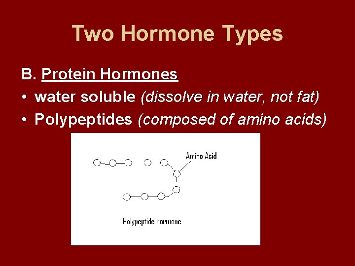 Two Hormone Types B. Protein Hormones • water soluble (dissolve in water, not fat)