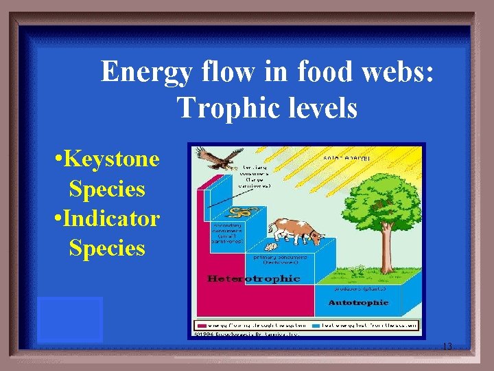 Energy flow in food webs: Trophic levels • Keystone Species • Indicator Species 13