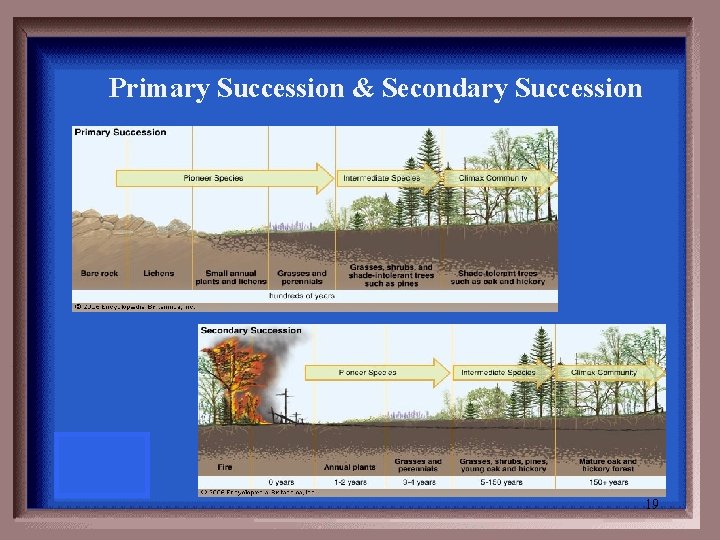  Primary Succession & Secondary Succession 19 