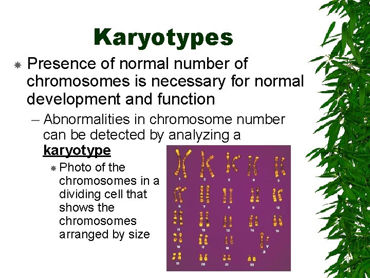 Karyotypes Presence of normal number of chromosomes is necessary for normal development and function