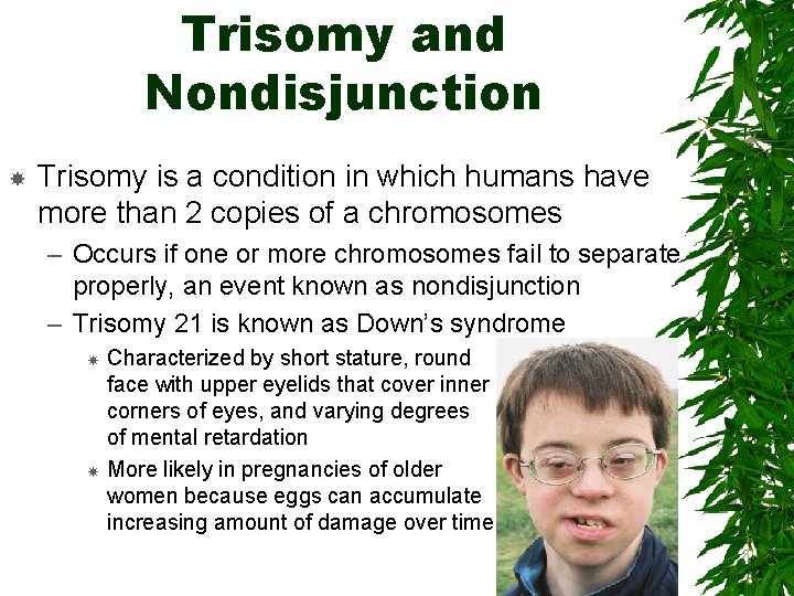 Trisomy and Nondisjunction Trisomy is a condition in which humans have more than 2