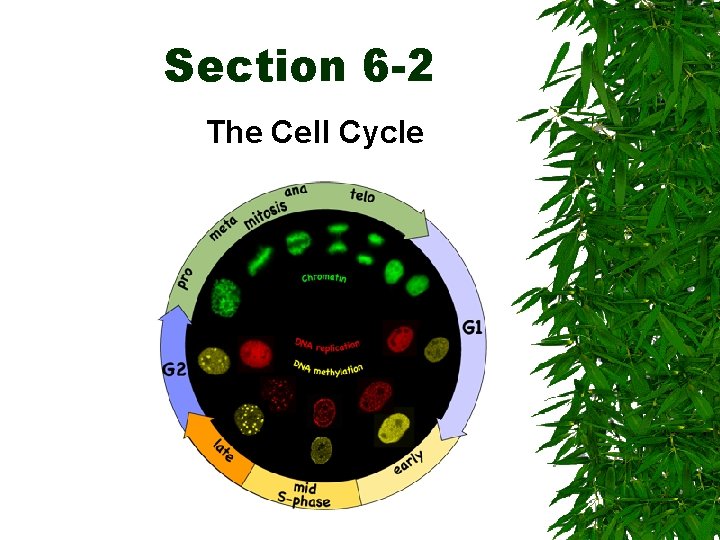 Section 6 -2 The Cell Cycle 