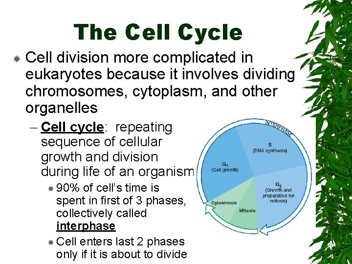 The Cell Cycle Cell division more complicated in eukaryotes because it involves dividing chromosomes,