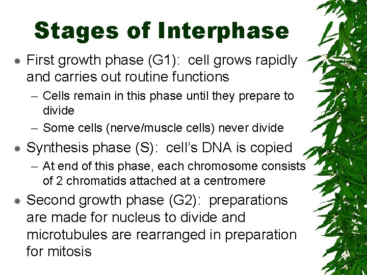 Stages of Interphase First growth phase (G 1): cell grows rapidly and carries out