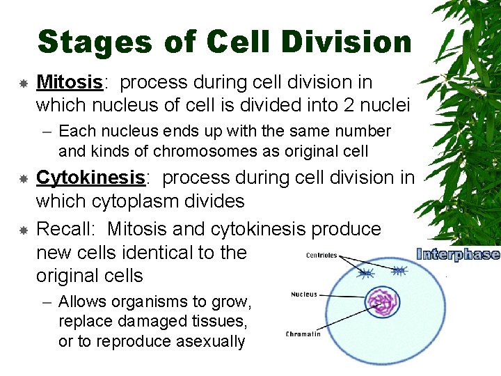 Stages of Cell Division Mitosis: process during cell division in which nucleus of cell