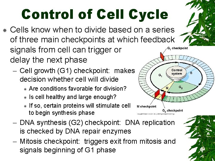 Control of Cell Cycle Cells know when to divide based on a series of