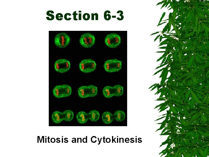 Section 6 -3 Mitosis and Cytokinesis 