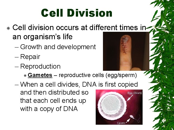 Cell Division Cell division occurs at different times in an organism’s life – Growth