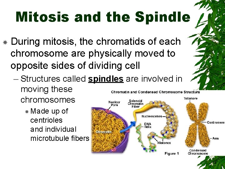 Mitosis and the Spindle During mitosis, the chromatids of each chromosome are physically moved