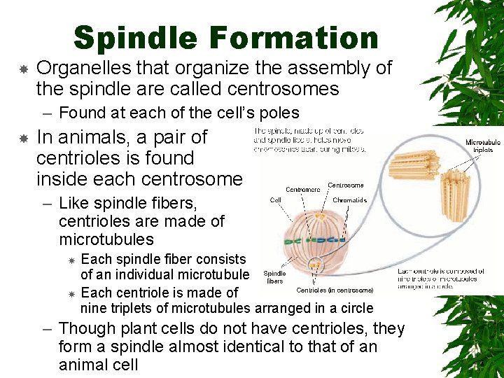 Spindle Formation Organelles that organize the assembly of the spindle are called centrosomes –