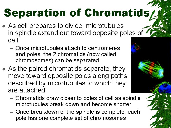 Separation of Chromatids As cell prepares to divide, microtubules in spindle extend out toward