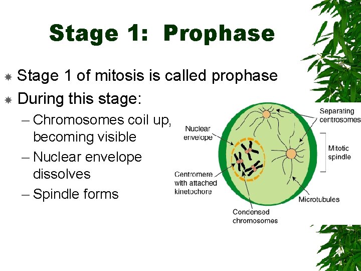 Stage 1: Prophase Stage 1 of mitosis is called prophase During this stage: –