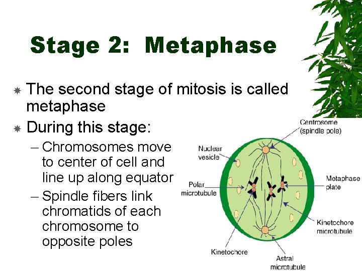 Stage 2: Metaphase The second stage of mitosis is called metaphase During this stage: