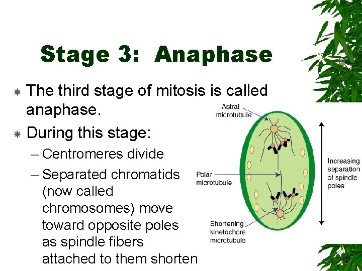 Stage 3: Anaphase The third stage of mitosis is called anaphase. During this stage: