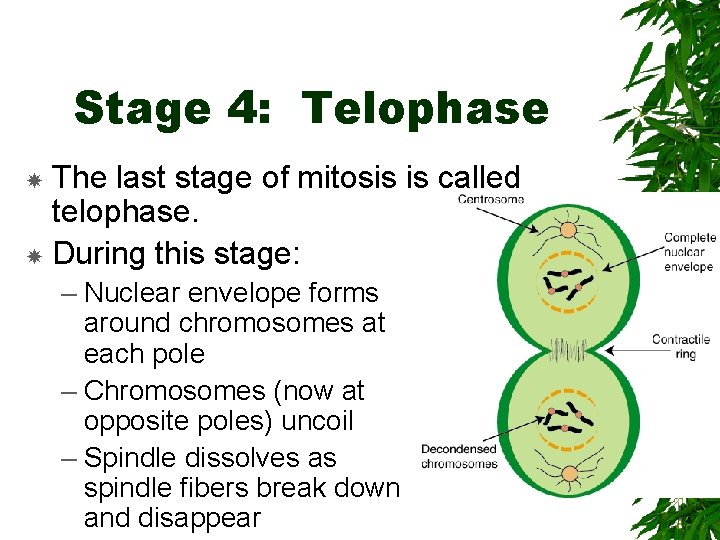 Stage 4: Telophase The last stage of mitosis is called telophase. During this stage: