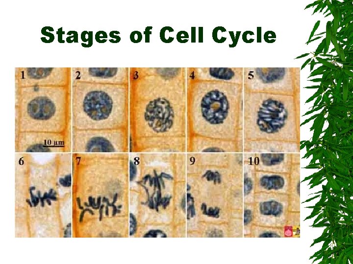 Stages of Cell Cycle 