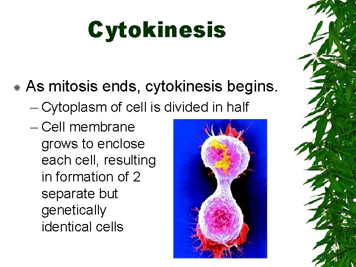 Cytokinesis As mitosis ends, cytokinesis begins. – Cytoplasm of cell is divided in half