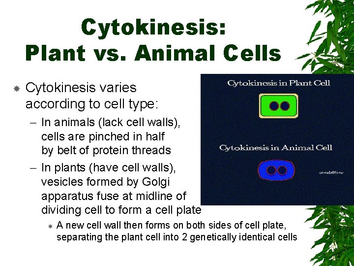 Cytokinesis: Plant vs. Animal Cells Cytokinesis varies according to cell type: – In animals