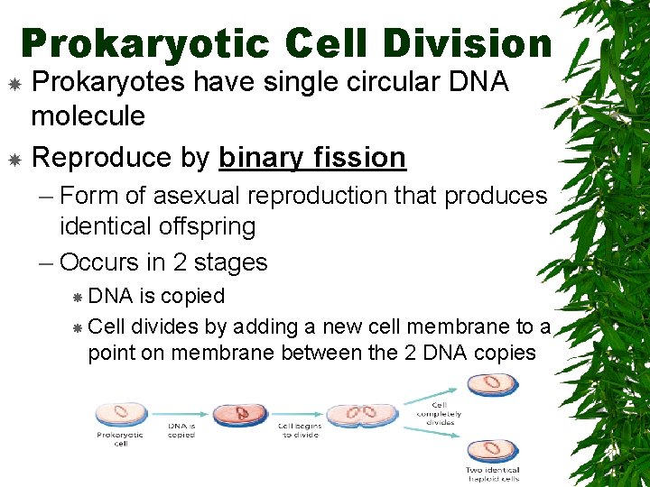Prokaryotic Cell Division Prokaryotes have single circular DNA molecule Reproduce by binary fission –