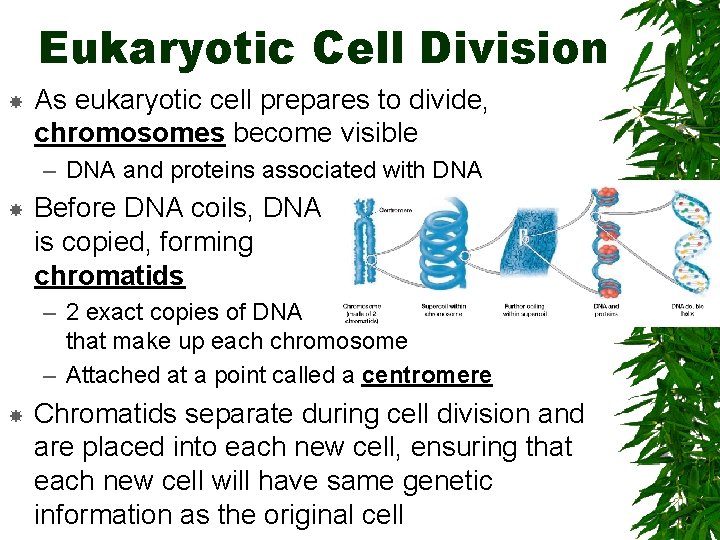 Eukaryotic Cell Division As eukaryotic cell prepares to divide, chromosomes become visible – DNA