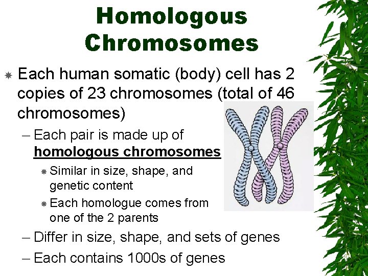 Homologous Chromosomes Each human somatic (body) cell has 2 copies of 23 chromosomes (total