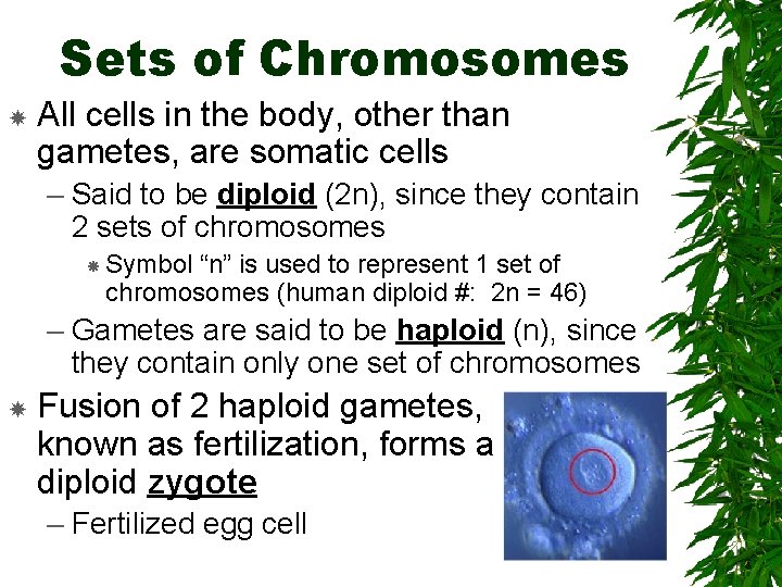 Sets of Chromosomes All cells in the body, other than gametes, are somatic cells