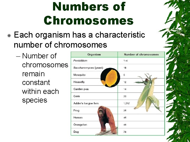 Numbers of Chromosomes Each organism has a characteristic number of chromosomes – Number of