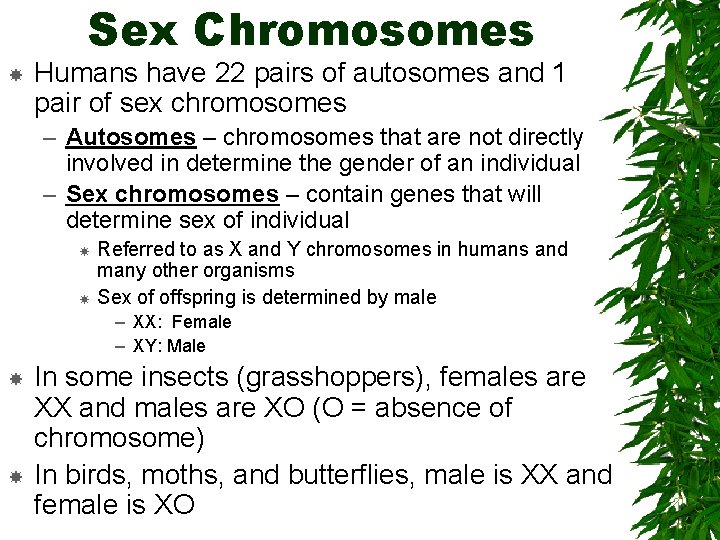 Sex Chromosomes Humans have 22 pairs of autosomes and 1 pair of sex chromosomes