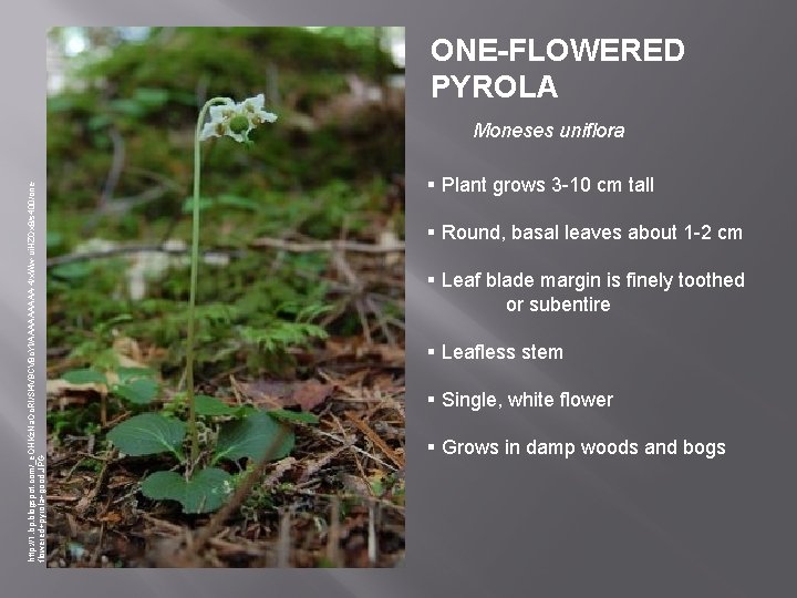 ONE-FLOWERED PYROLA http: //1. bp. blogspot. com/_e. OHKz. Na. Oc. RI/Sl 4 V 9