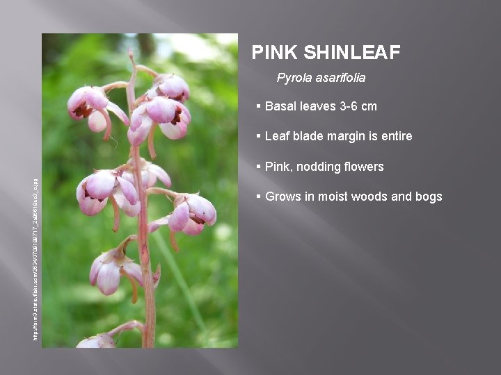 PINK SHINLEAF Pyrola asarifolia § Basal leaves 3 -6 cm § Leaf blade margin