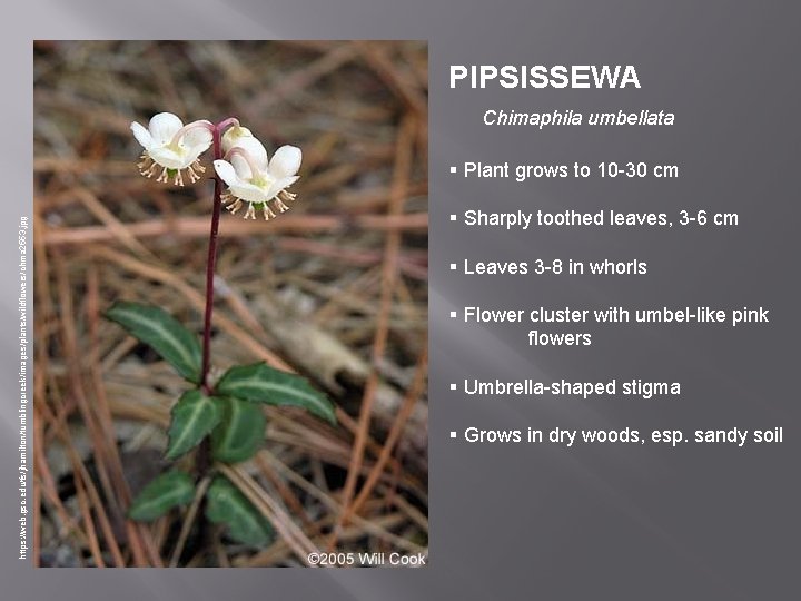 PIPSISSEWA Chimaphila umbellata https: //web. gsc. edu/fs/jhamilton/tumblingcreek/images/plants/wildflowers/chma 2553. jpg § Plant grows to 10