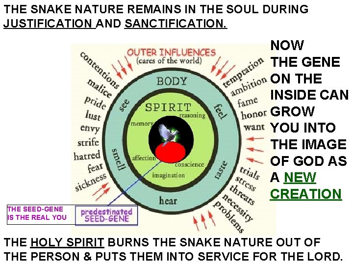 THE SNAKE NATURE REMAINS IN THE SOUL DURING JUSTIFICATION AND SANCTIFICATION. NOW THE GENE