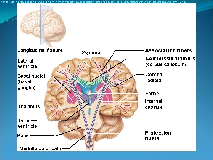 Figure 7. 15 Frontal section of the brain showing commissural, association, and projection fibers