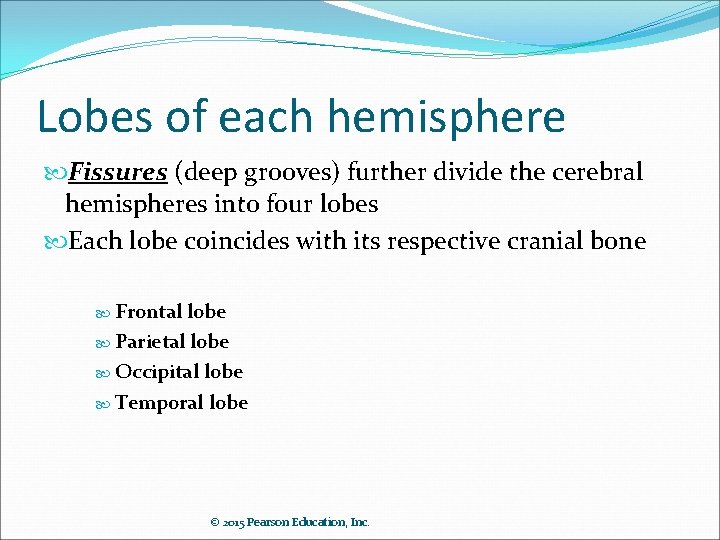 Lobes of each hemisphere Fissures (deep grooves) further divide the cerebral hemispheres into four