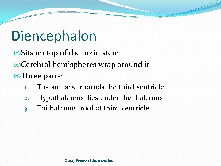 Diencephalon Sits on top of the brain stem Cerebral hemispheres wrap around it Three