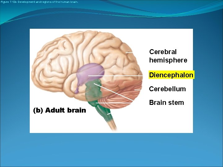 Figure 7. 12 b Development and regions of the human brain. Cerebral hemisphere Diencephalon