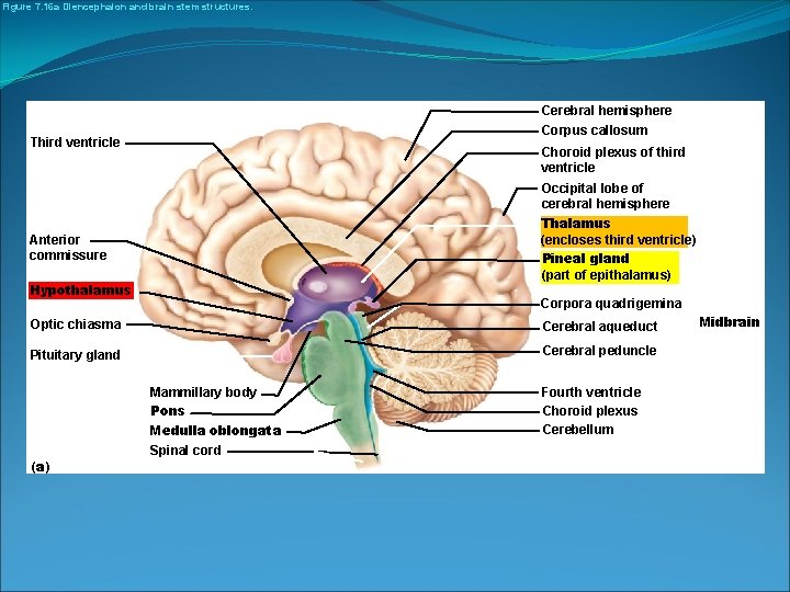 Figure 7. 16 a Diencephalon and brain stem structures. Cerebral hemisphere Corpus callosum Third