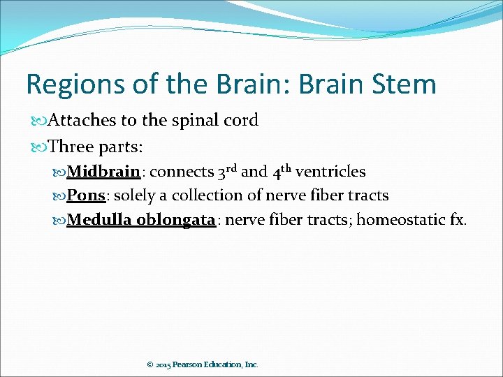 Regions of the Brain: Brain Stem Attaches to the spinal cord Three parts: Midbrain: