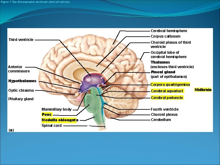 Figure 7. 16 a Diencephalon and brain stem structures. Cerebral hemisphere Corpus callosum Third