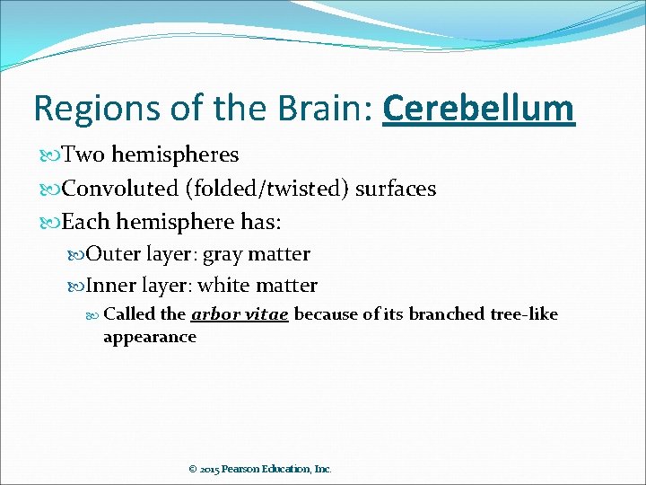 Regions of the Brain: Cerebellum Two hemispheres Convoluted (folded/twisted) surfaces Each hemisphere has: Outer