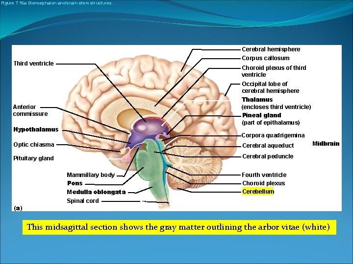 Figure 7. 16 a Diencephalon and brain stem structures. Cerebral hemisphere Corpus callosum Third
