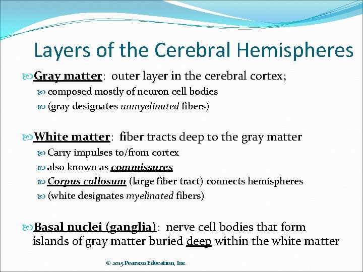 Layers of the Cerebral Hemispheres Gray matter: outer layer in the cerebral cortex; composed