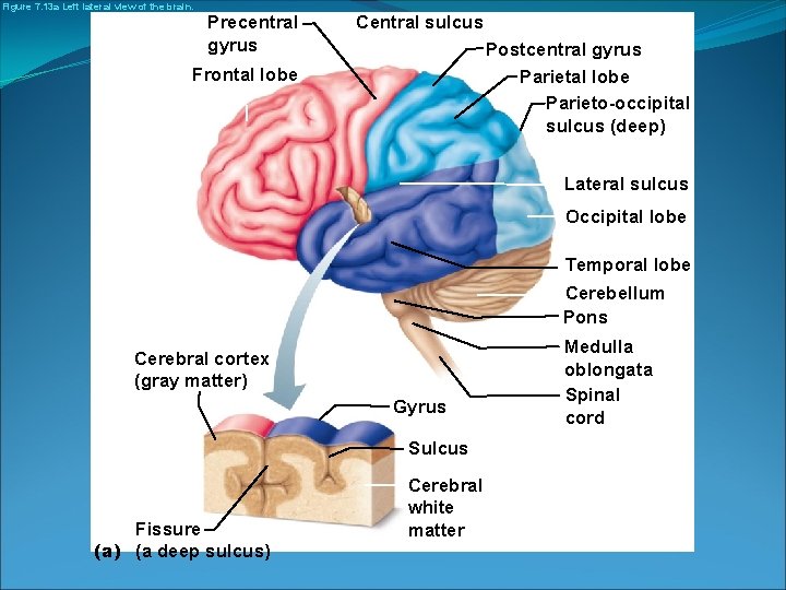 Figure 7. 13 a Left lateral view of the brain. Precentral gyrus Central sulcus