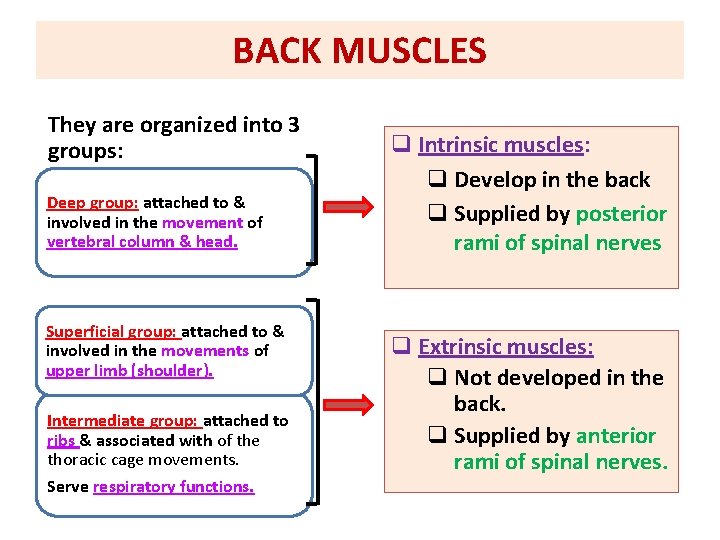 BACK MUSCLES They are organized into 3 groups: Deep group: attached to & involved