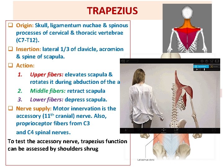 TRAPEZIUS q Origin: Skull, ligamentum nuchae & spinous Origin: processes of cervical & thoracic