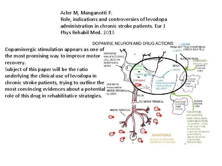 Acler M, Manganotti P. Role, indications and controversies of levodopa administration in chronic stroke