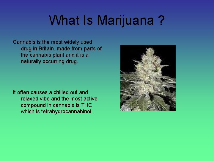 What Is Marijuana ? Cannabis is the most widely used drug in Britain, made